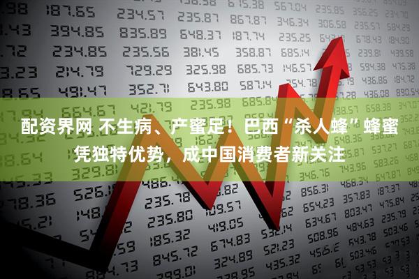配资界网 不生病、产蜜足！巴西“杀人蜂”蜂蜜凭独特优势，成中国消费者新关注